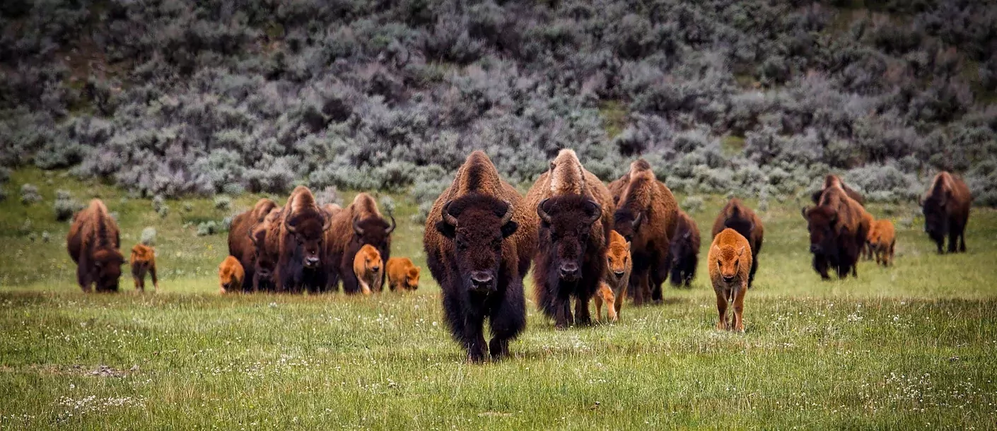 bison-yellowstone-groot.webp