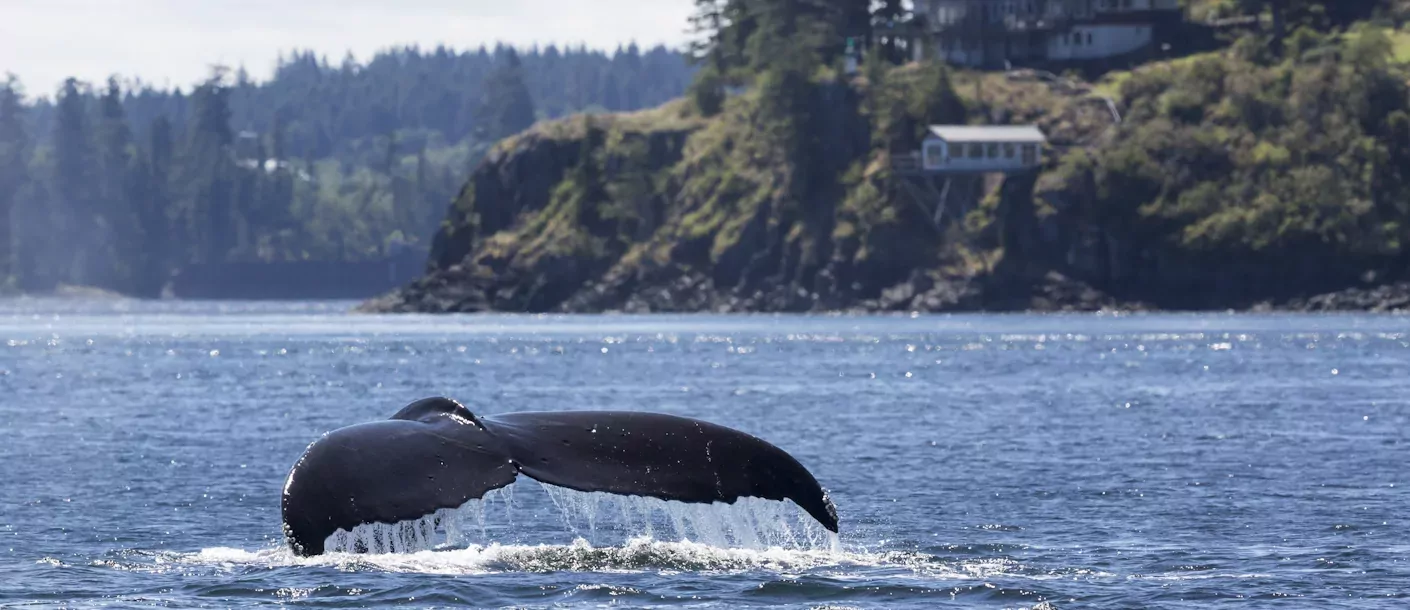 campbell river groot.webp