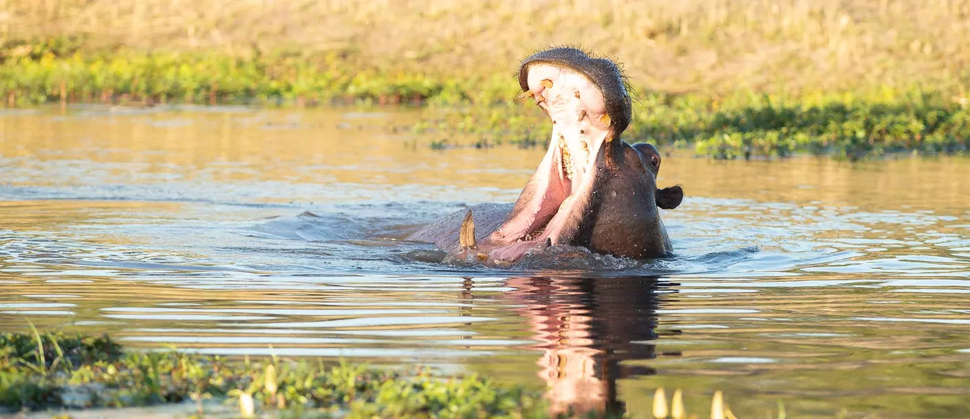 in de voetsporen van de olifant groepsreis botswana zimbabwe van sunway safaris sfeerfoto 019.webp