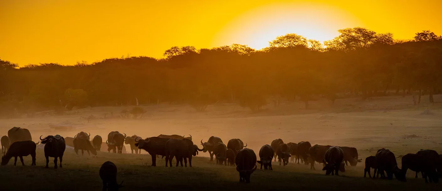 in de voetsporen van de olifant groepsreis botswana zimbabwe van sunway safaris sfeerfoto 027.webp