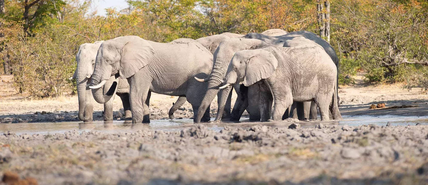 in de voetsporen van de olifant groepsreis botswana zimbabwe van sunway safaris sfeerfoto 005.webp