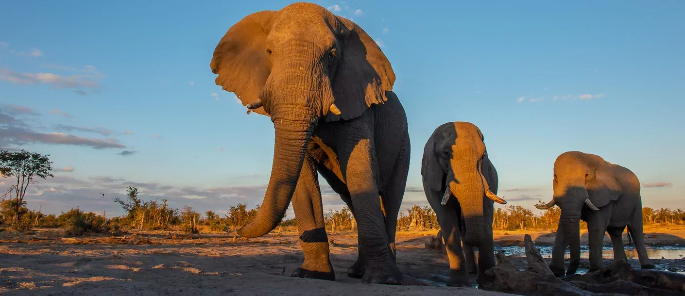 in de voetsporen van de olifant groepsreis botswana zimbabwe van sunway safaris sfeerfoto 000.webp