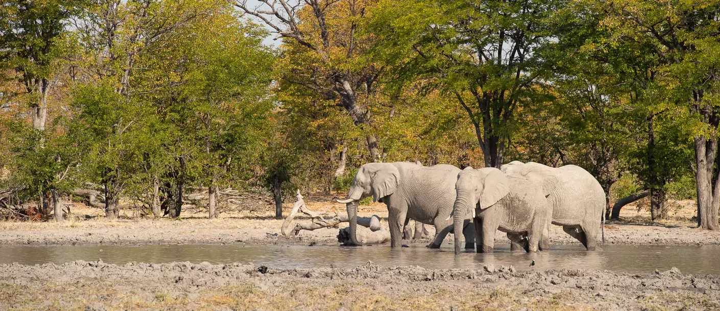 in de voetsporen van de olifant groepsreis botswana zimbabwe van sunway safaris sfeerfoto 006.webp