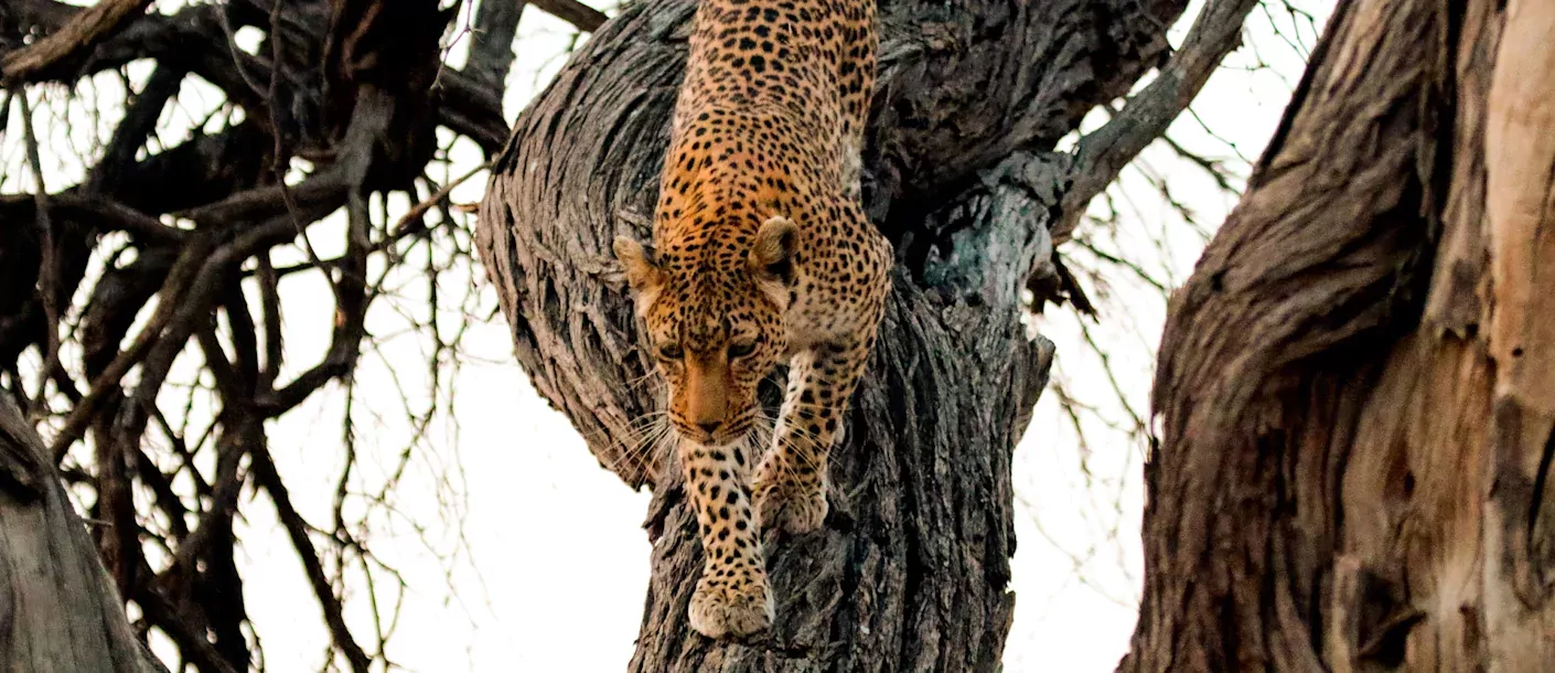 botswana baobabs en delta safari moremi game reserve 1012.webp