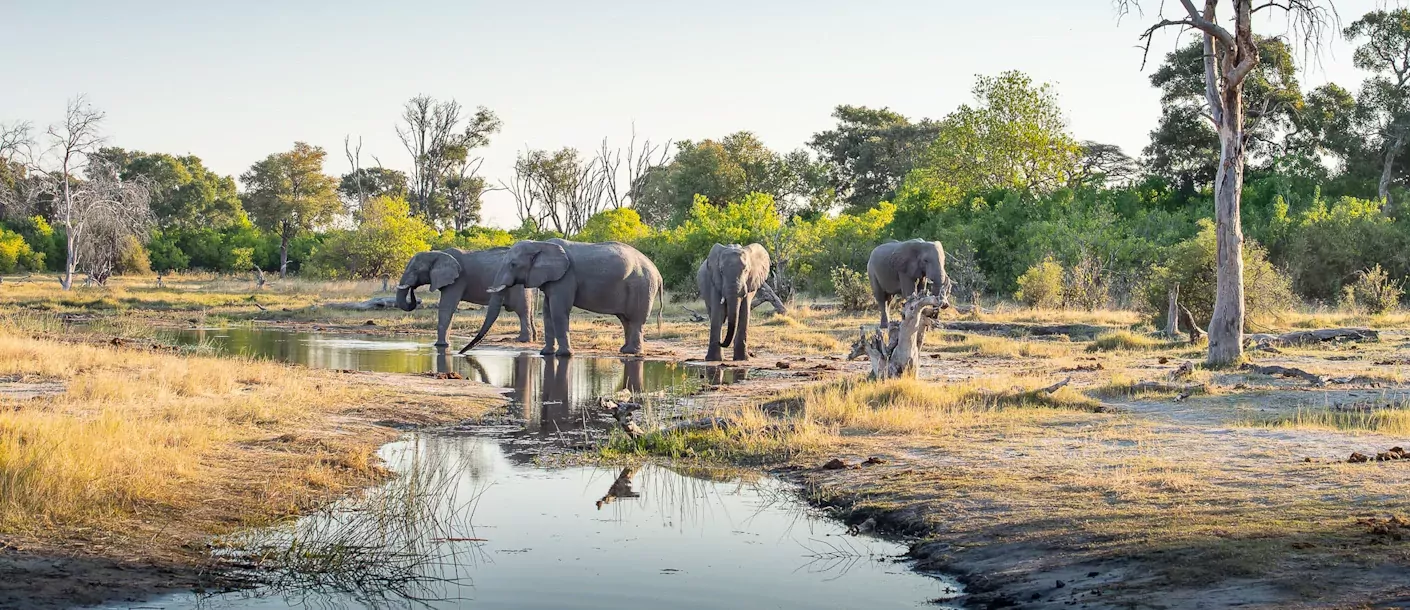 botswana baobabs en delta safari moremi game reserve 1011.webp