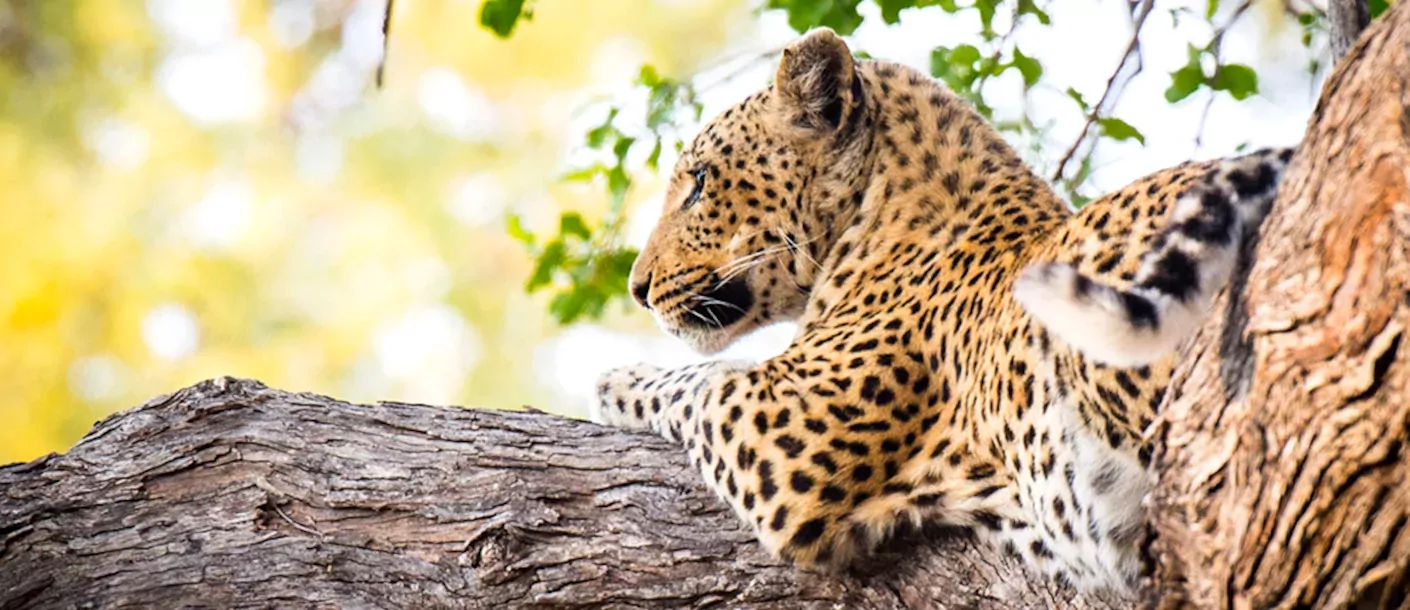 botswana baobabs en delta safari moremi game reserve 1013.webp