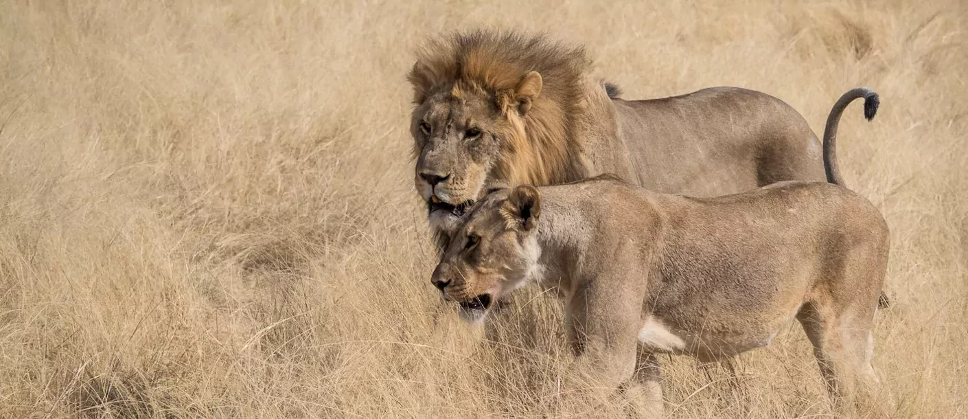 van kaapstad tot victoria watervallen namibia etosha lions groot.webp