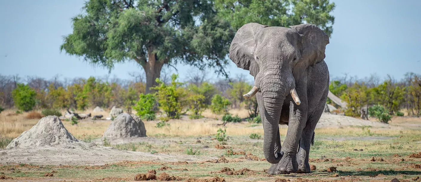 wildkamperen in botswana 014 groot.webp