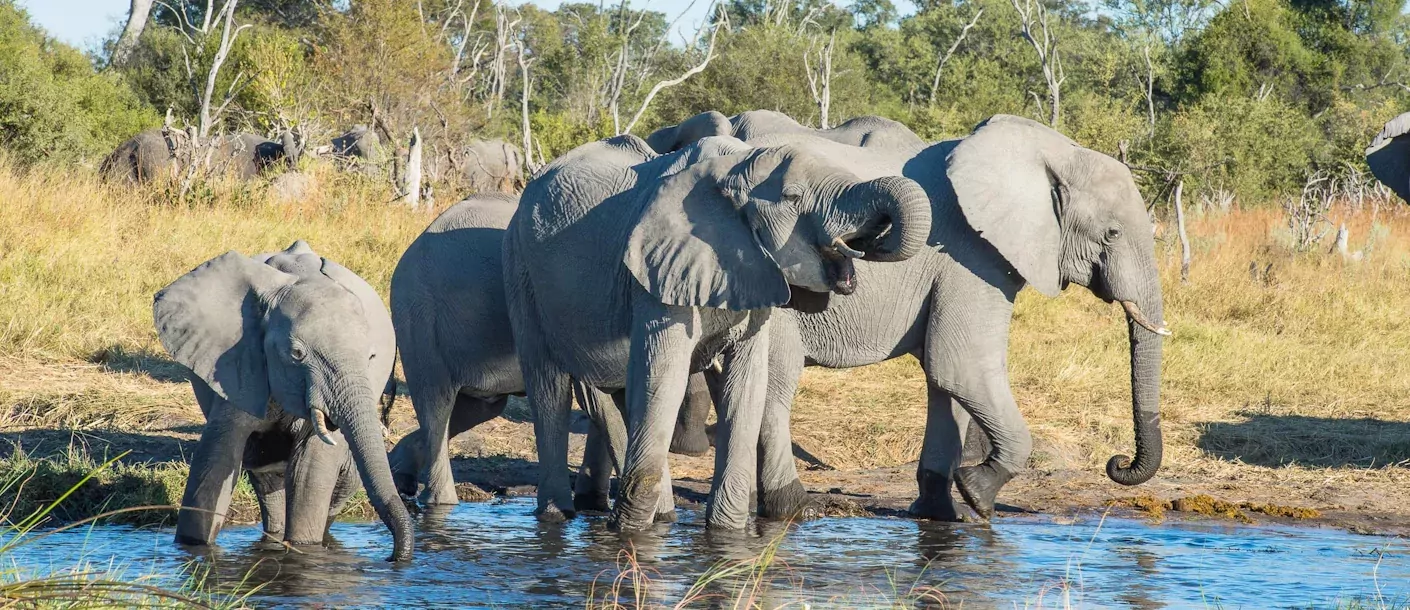 wildkamperen in botswana 007 groot.webp