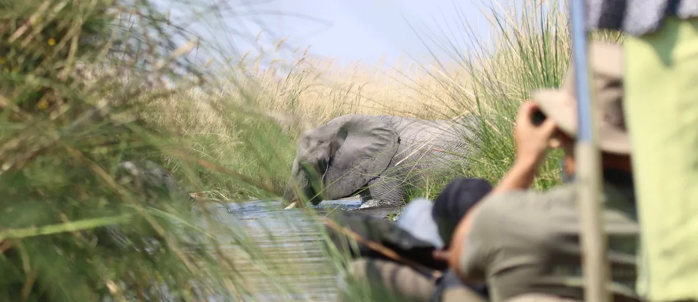 wildkamperen in botswana 012 groot.webp