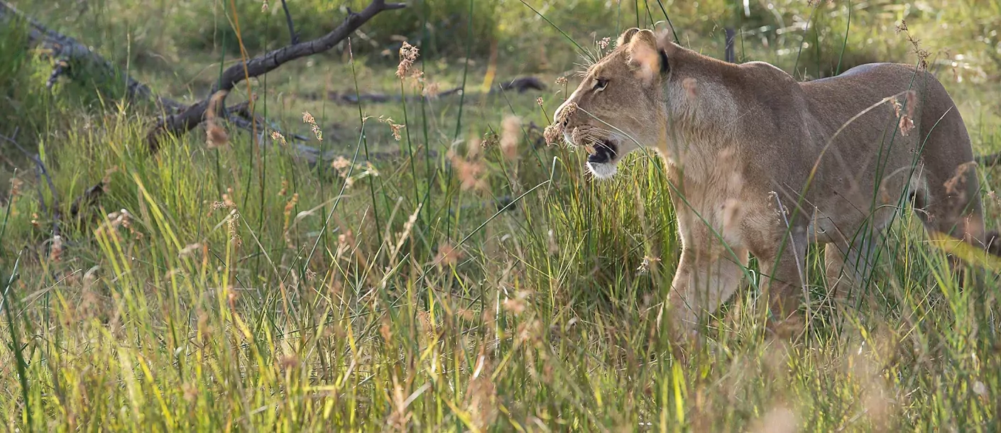 wildkamperen in botswana 008 groot.webp