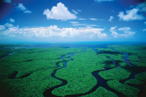 everglades