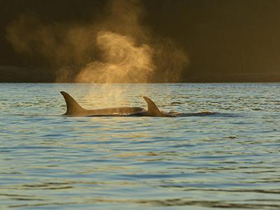 Seattle Halve dag whalewatching