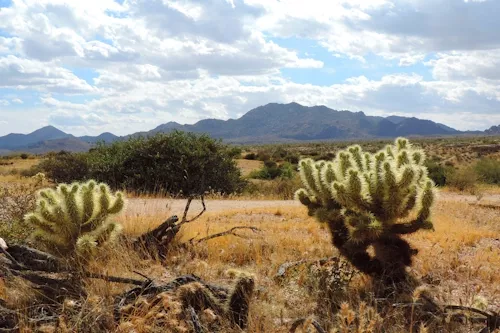 Joshua tree - Phoenix © Visit Phoenix - MM-Cholla