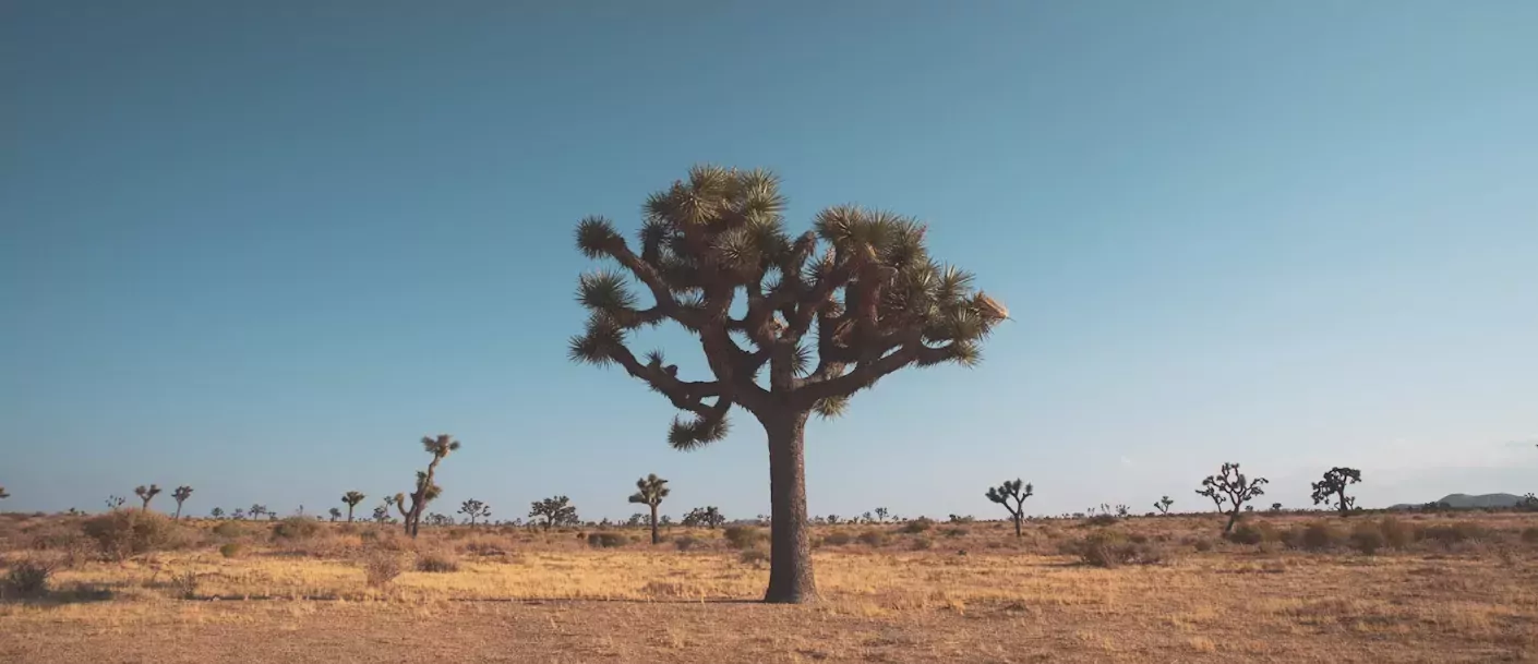 Joshua Tree NP3 - © Unsplash